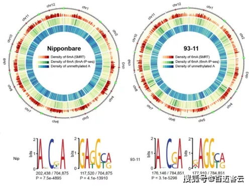 基因組學與信息技術融合 新興生物技術的創新路徑